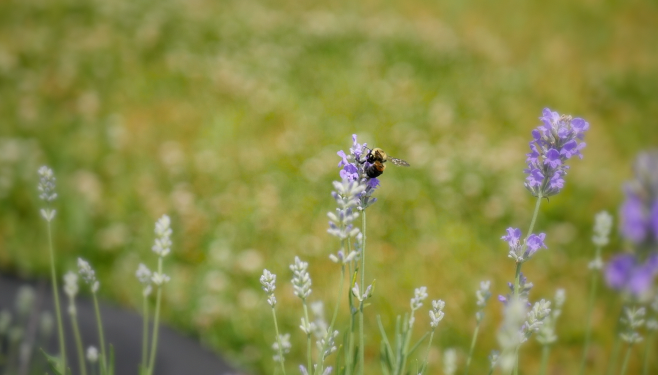 Bee enjoys lavender field 