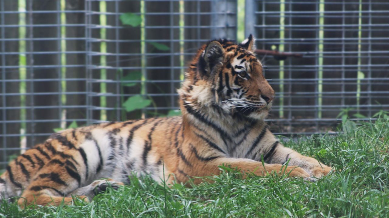 Helina Tiger Cub Indianapolis Zoo.jpg