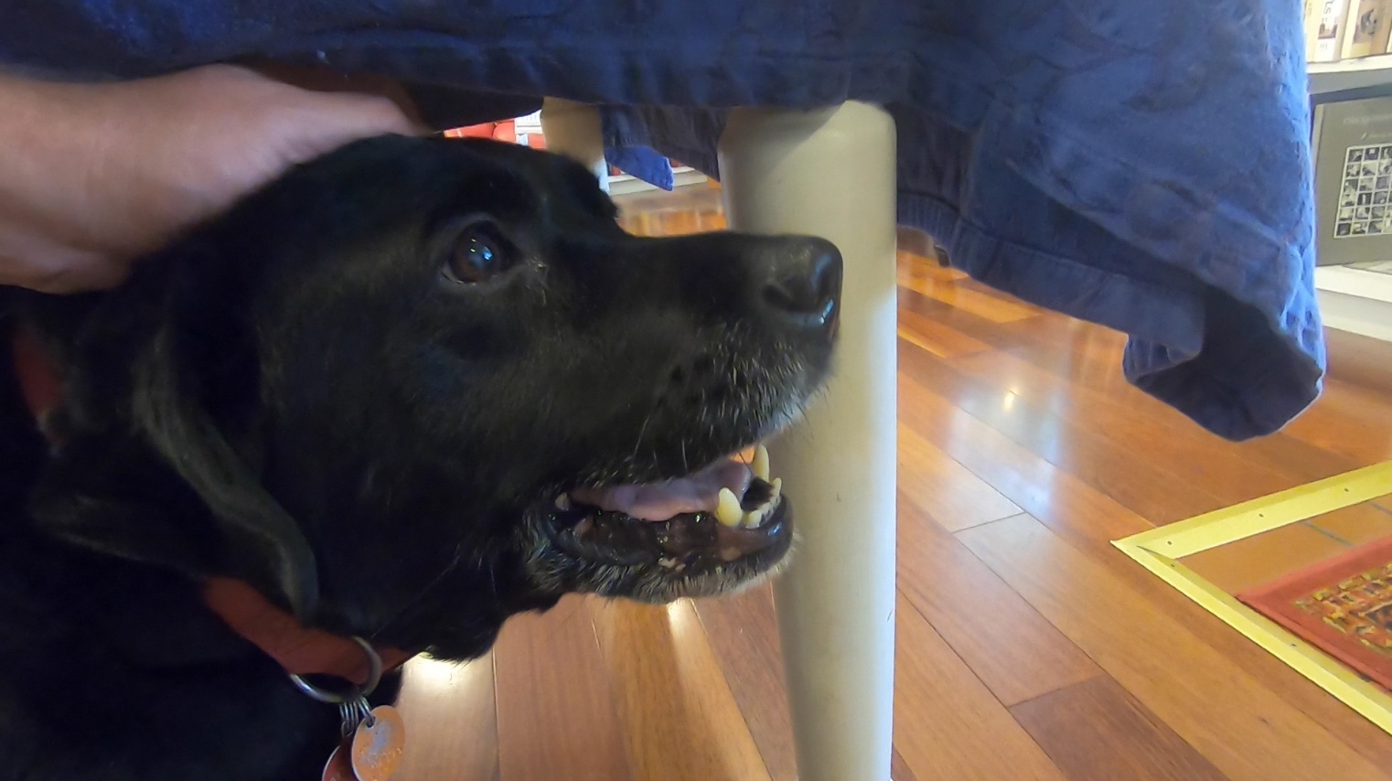 Sophie greets customers