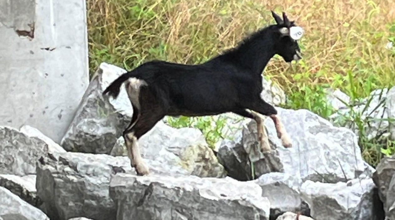 Knightstown goat