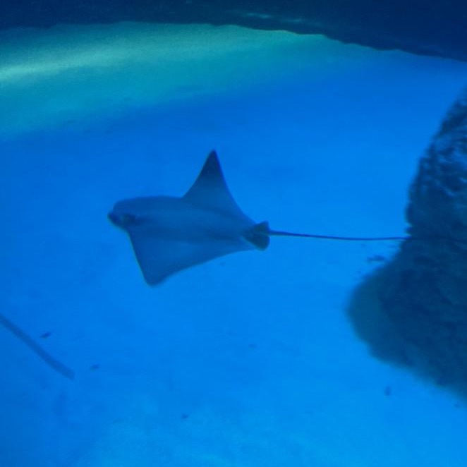 Baby Sting Ray.jpg