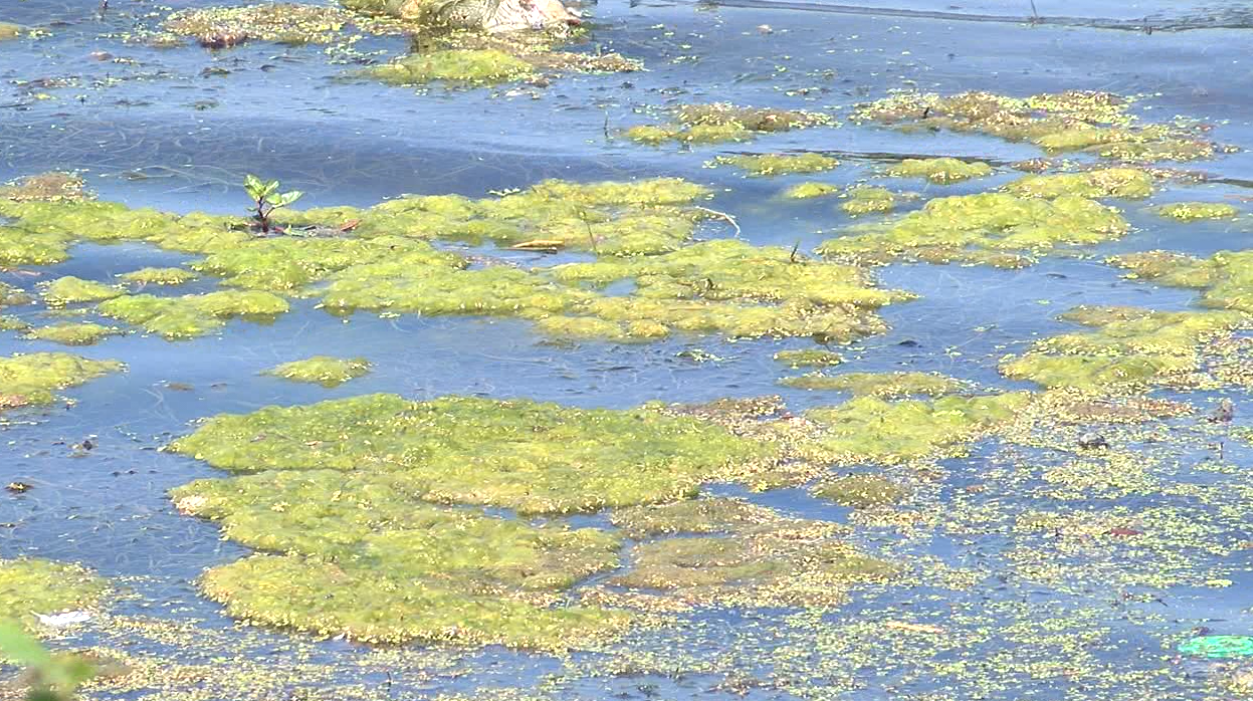 Geist Algae