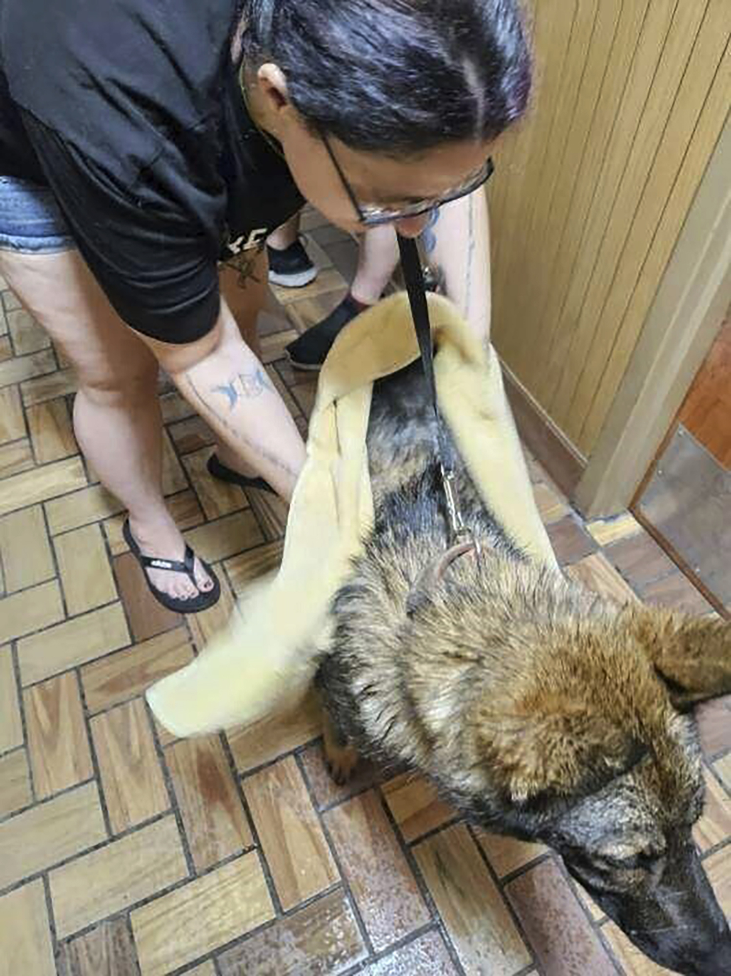 K9 Dog Deaths