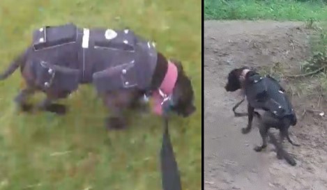 Dog fighting.jpg