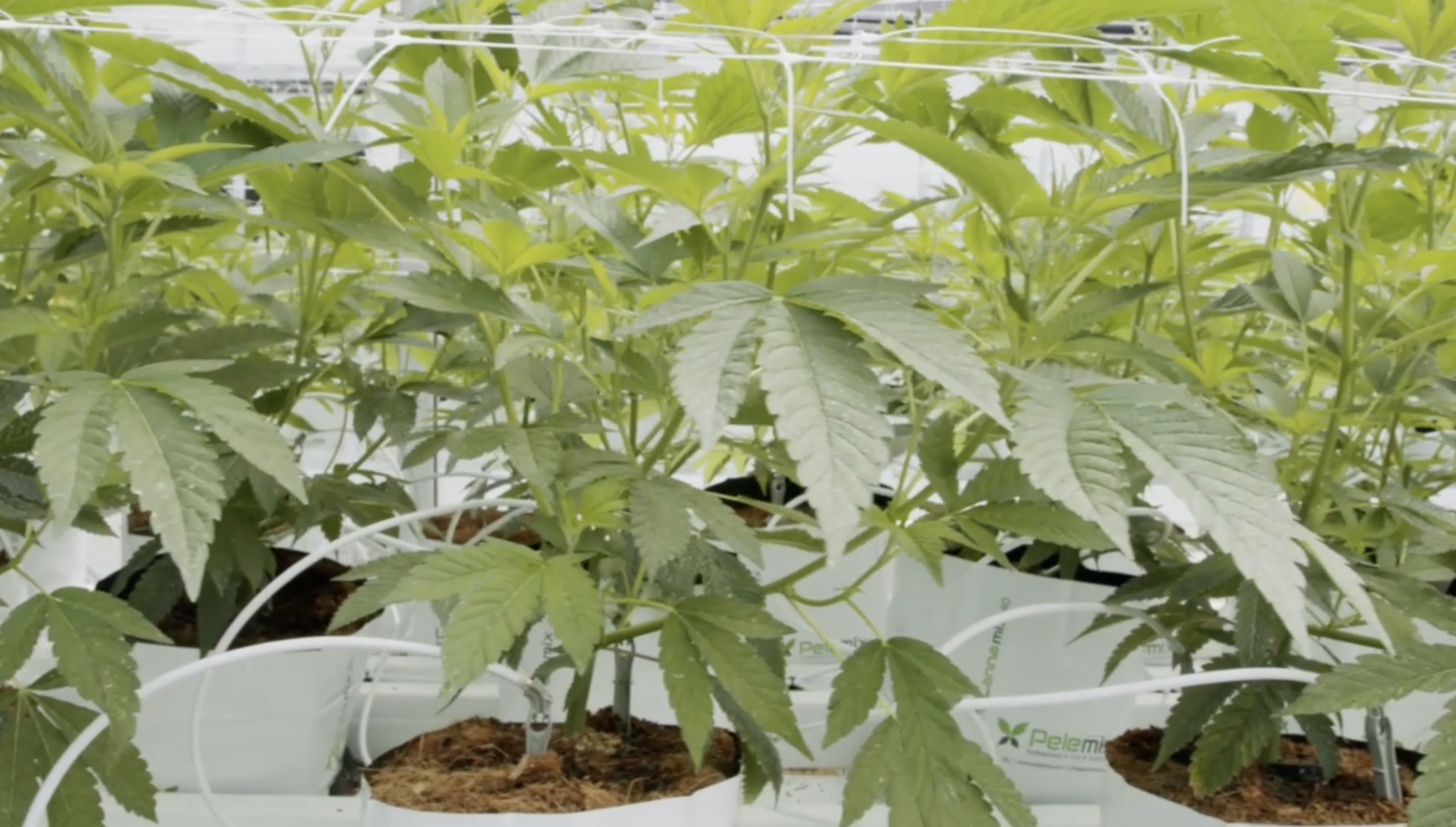 Marijuana grow.png