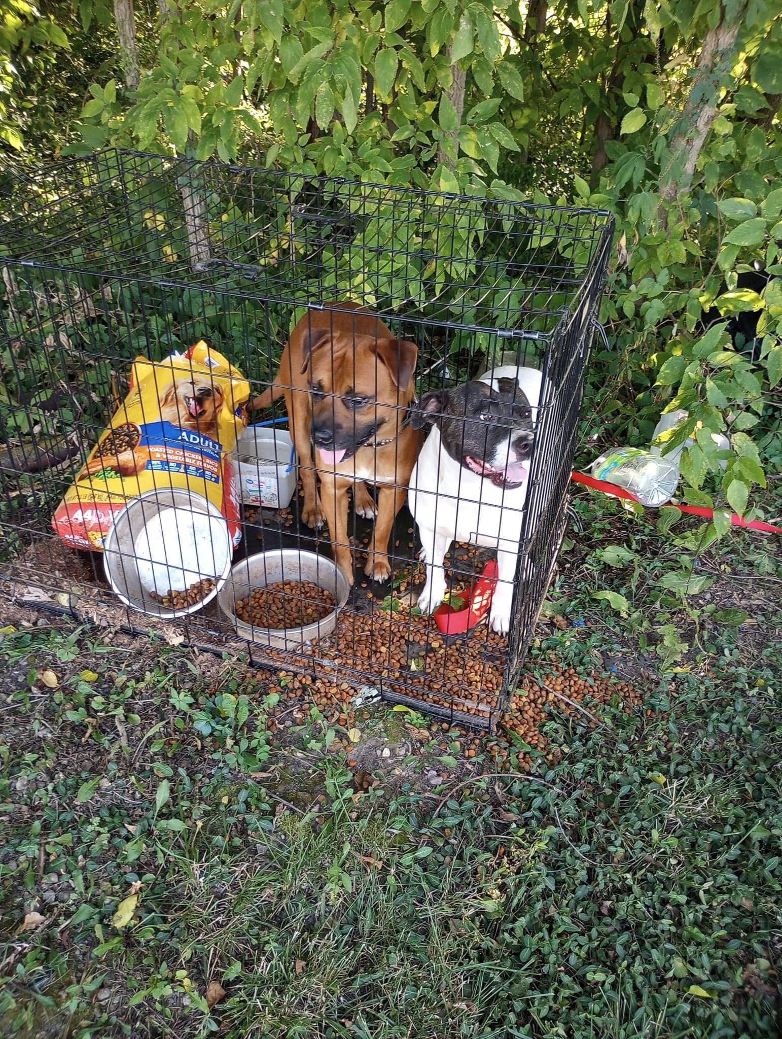Connersville Dog 1.jpg
