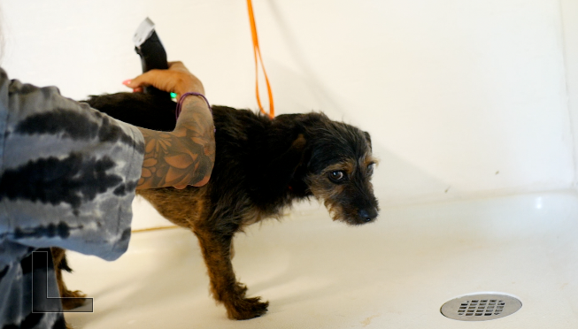George gets groomed