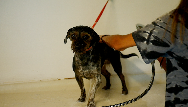 George gets a bath 