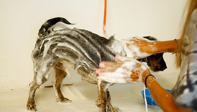 George gets groomed 