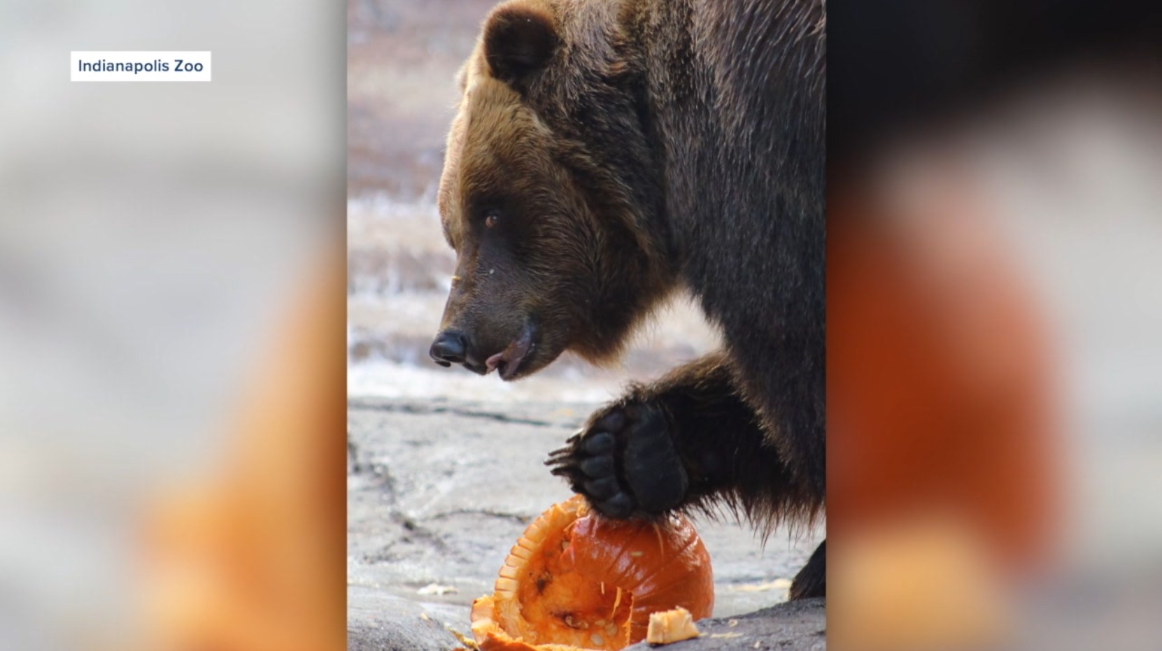 zooboo2.jpg
