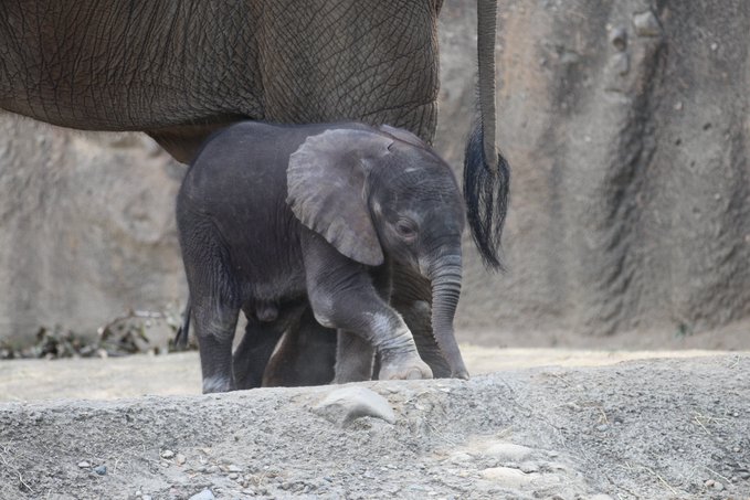 Baby Elephant.jpg
