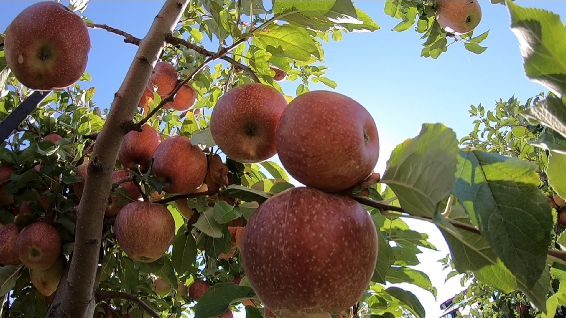 Chandler Apples