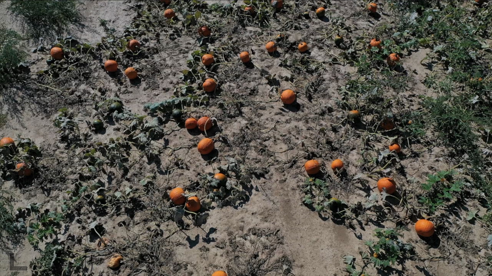 Pumpkins in field