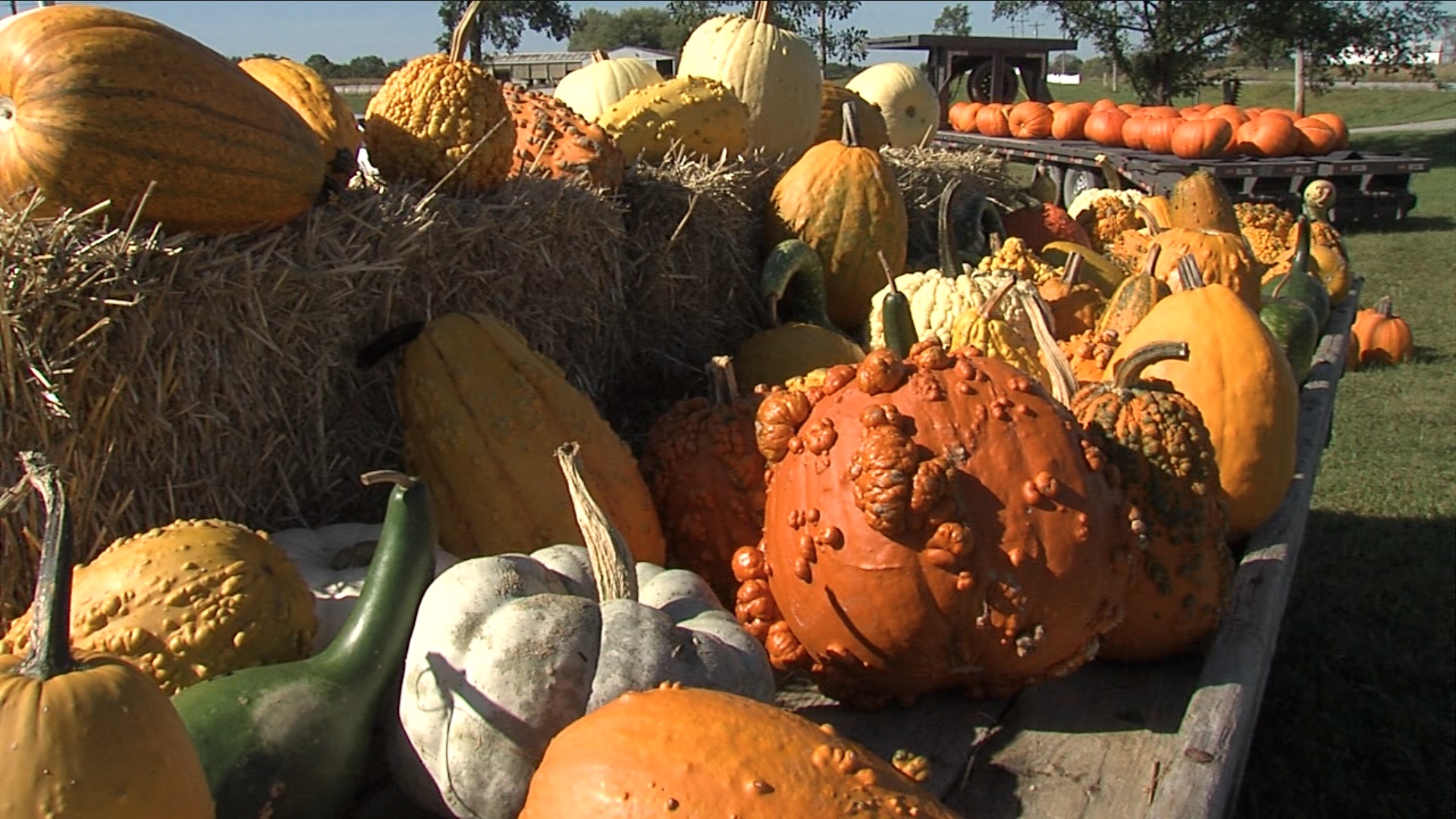 Chandler Pumpkins