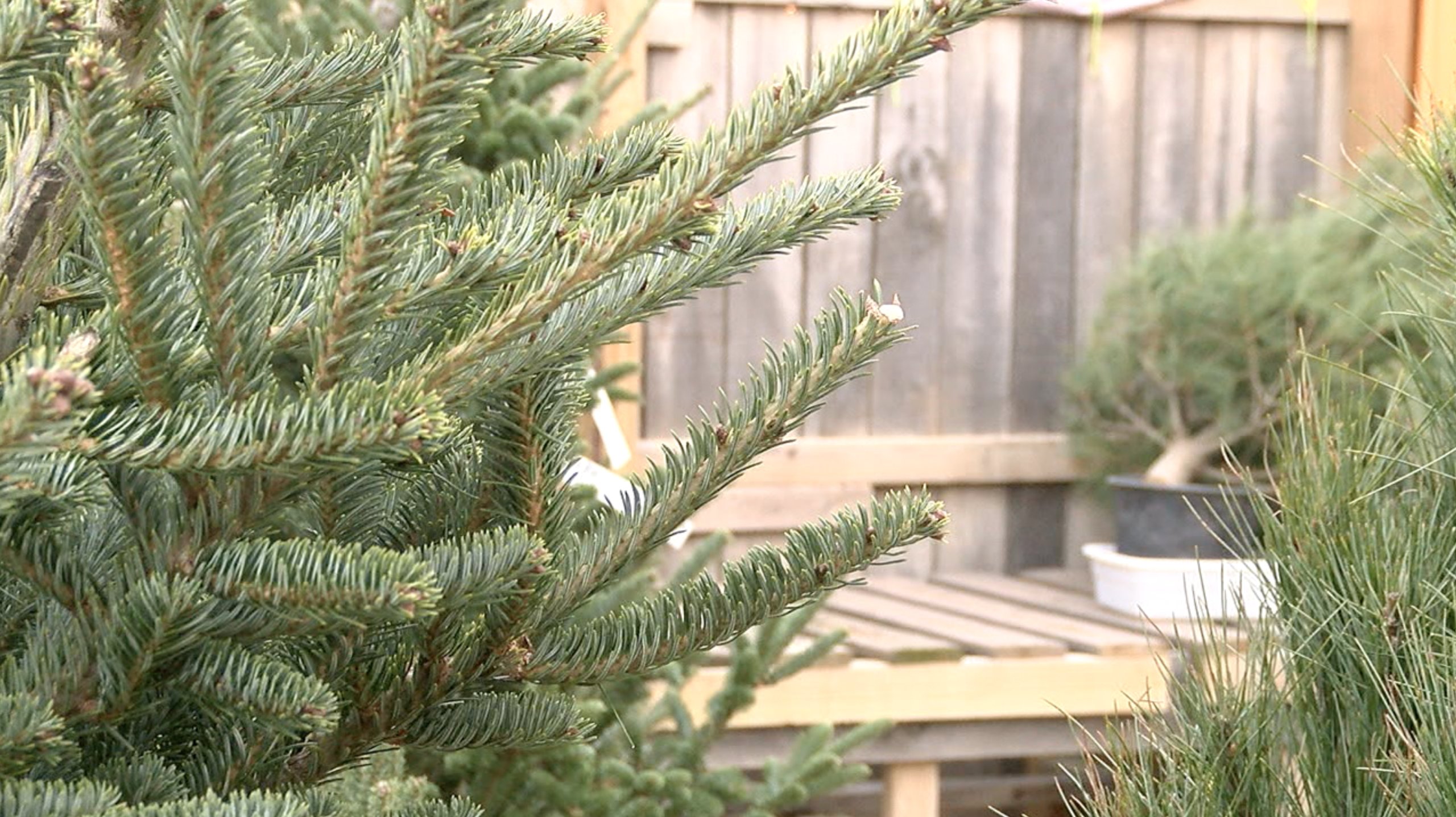 tree.png