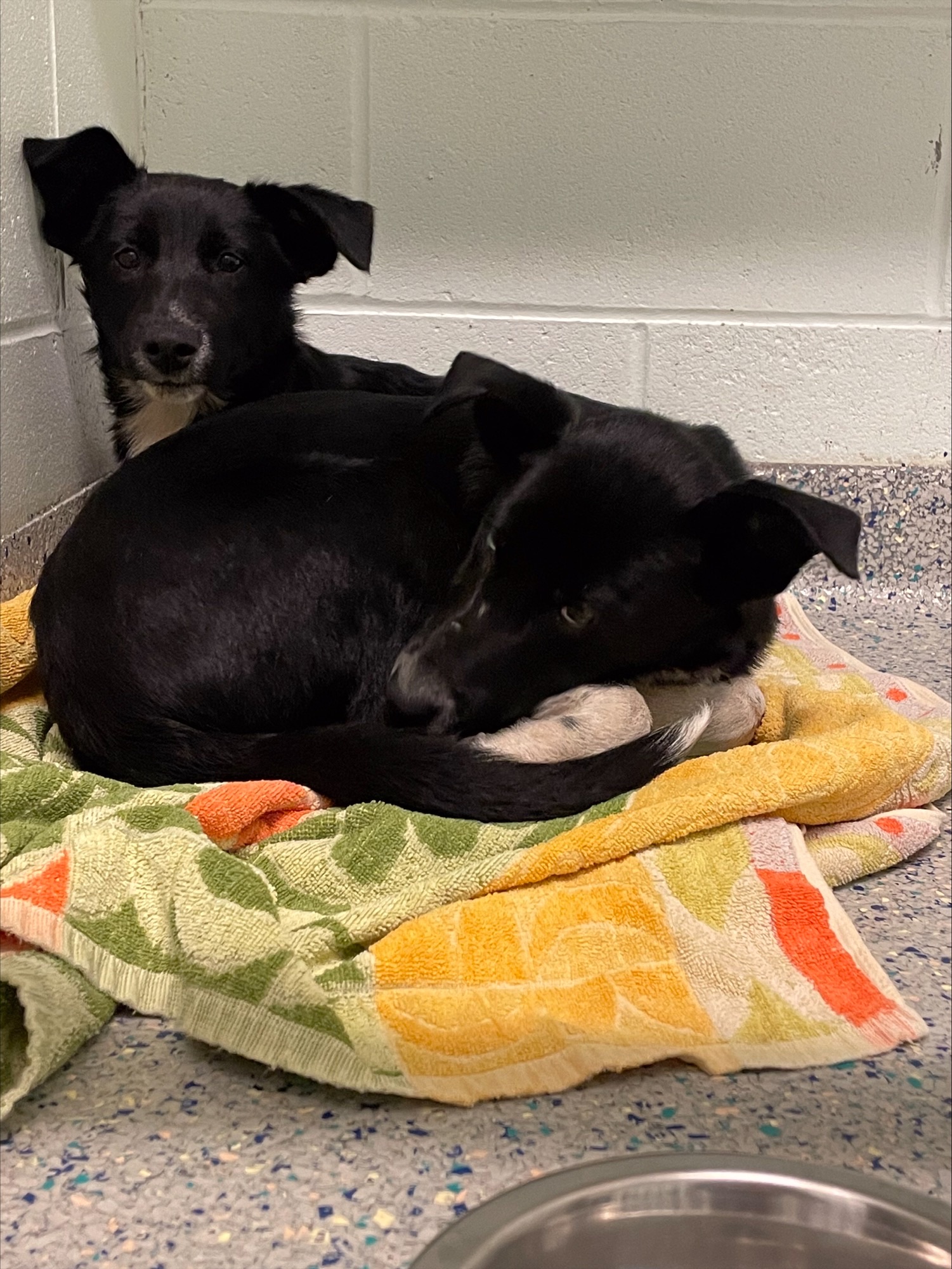 Dog Dumped.jpeg