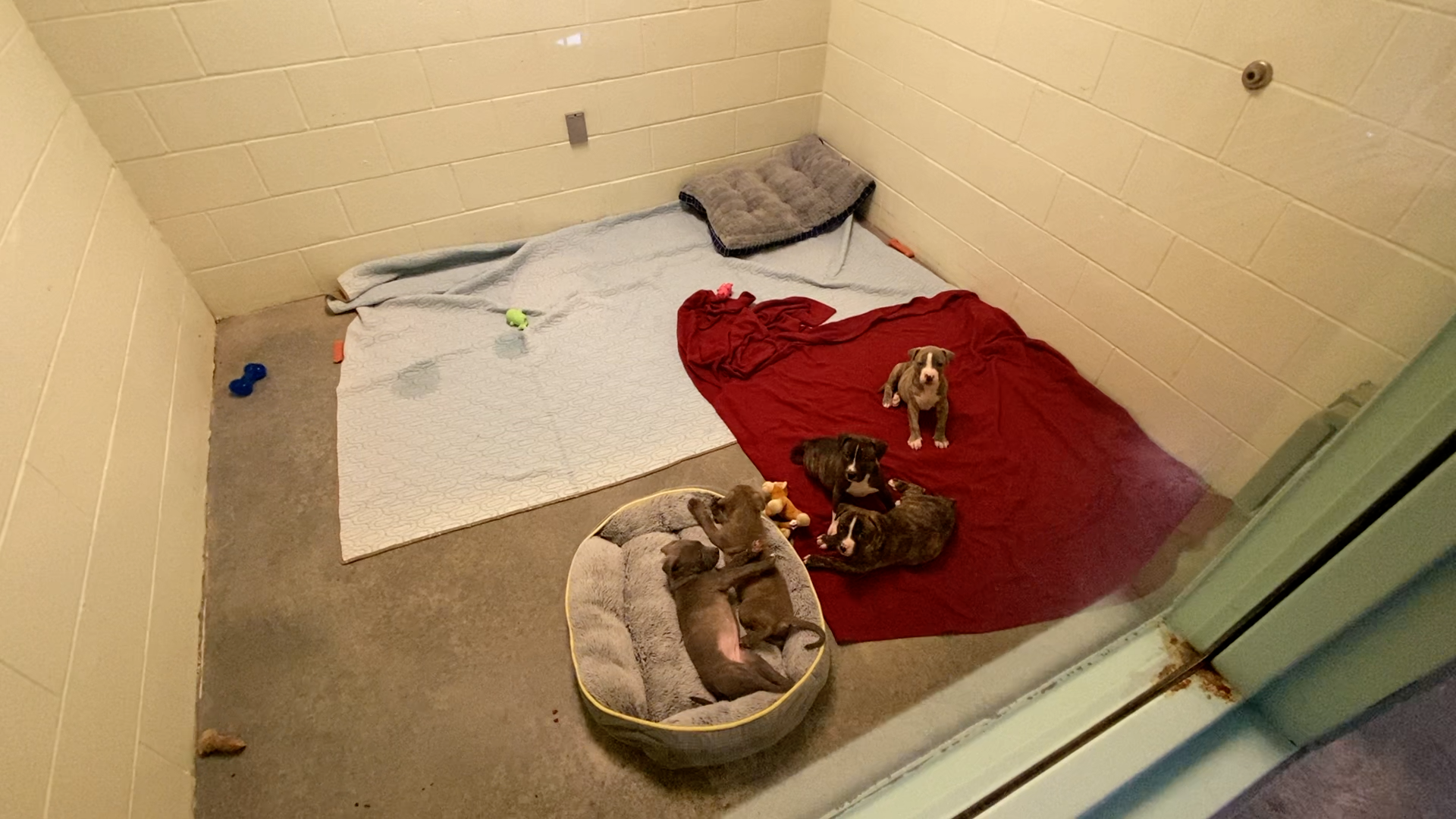 Puppies Dumoed 2.png