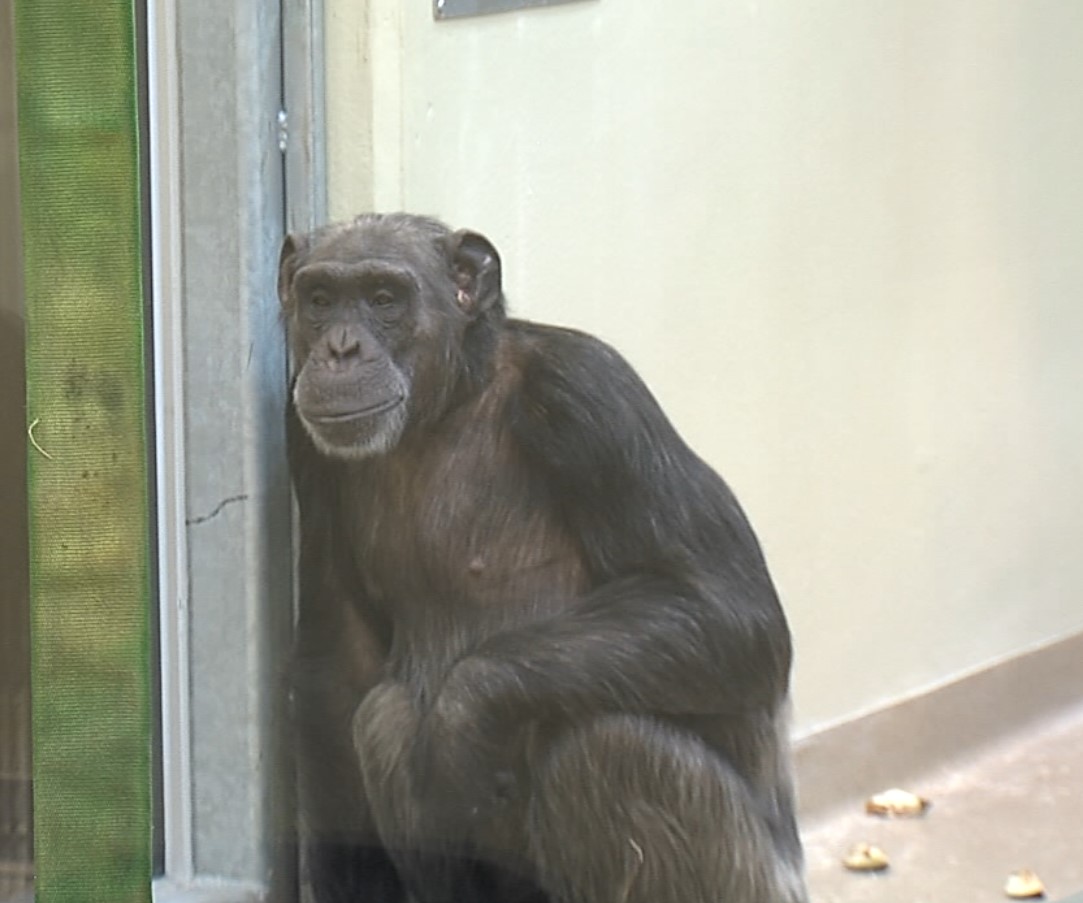 chimp4.jpg