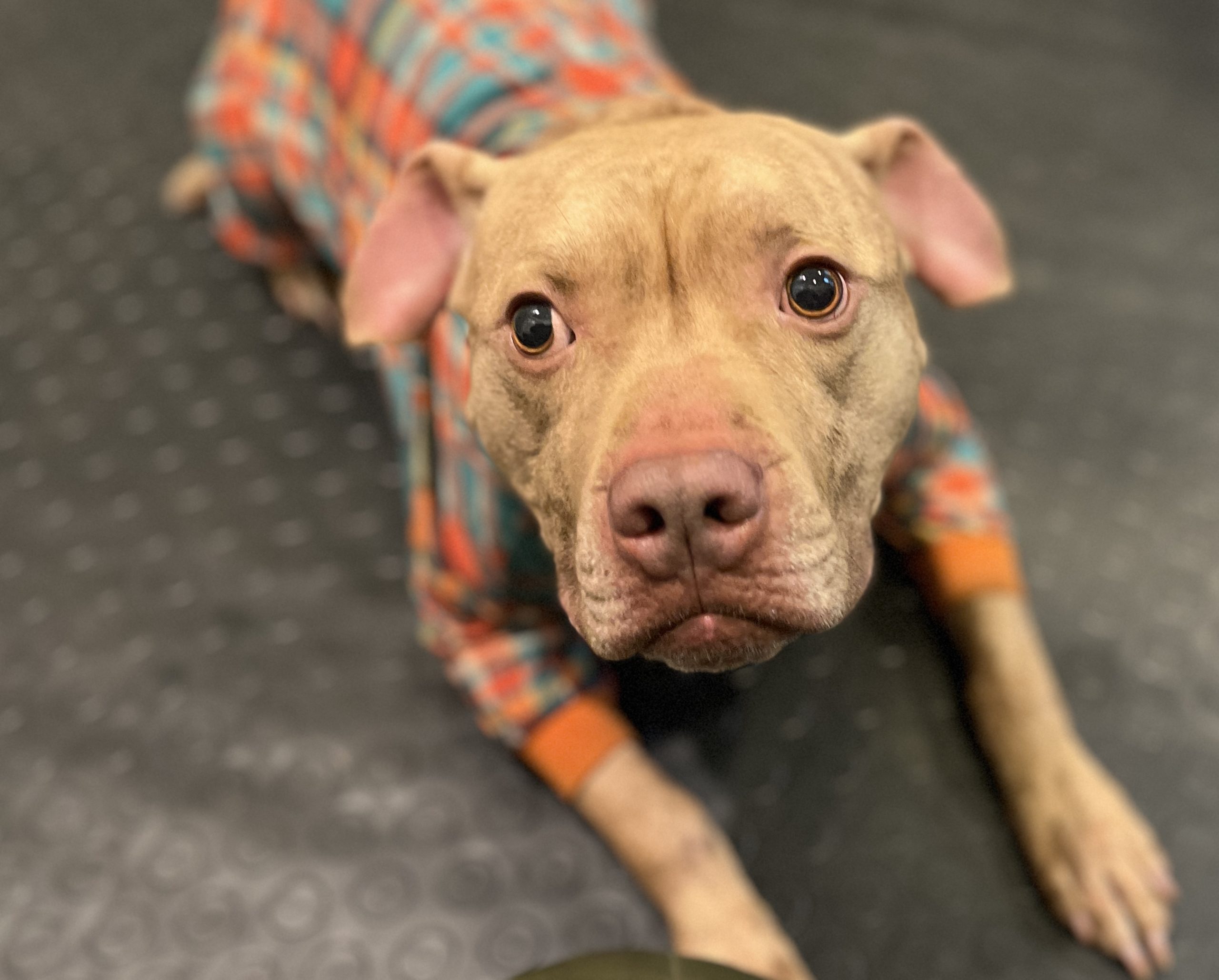 Dog fighting rescue.jpg