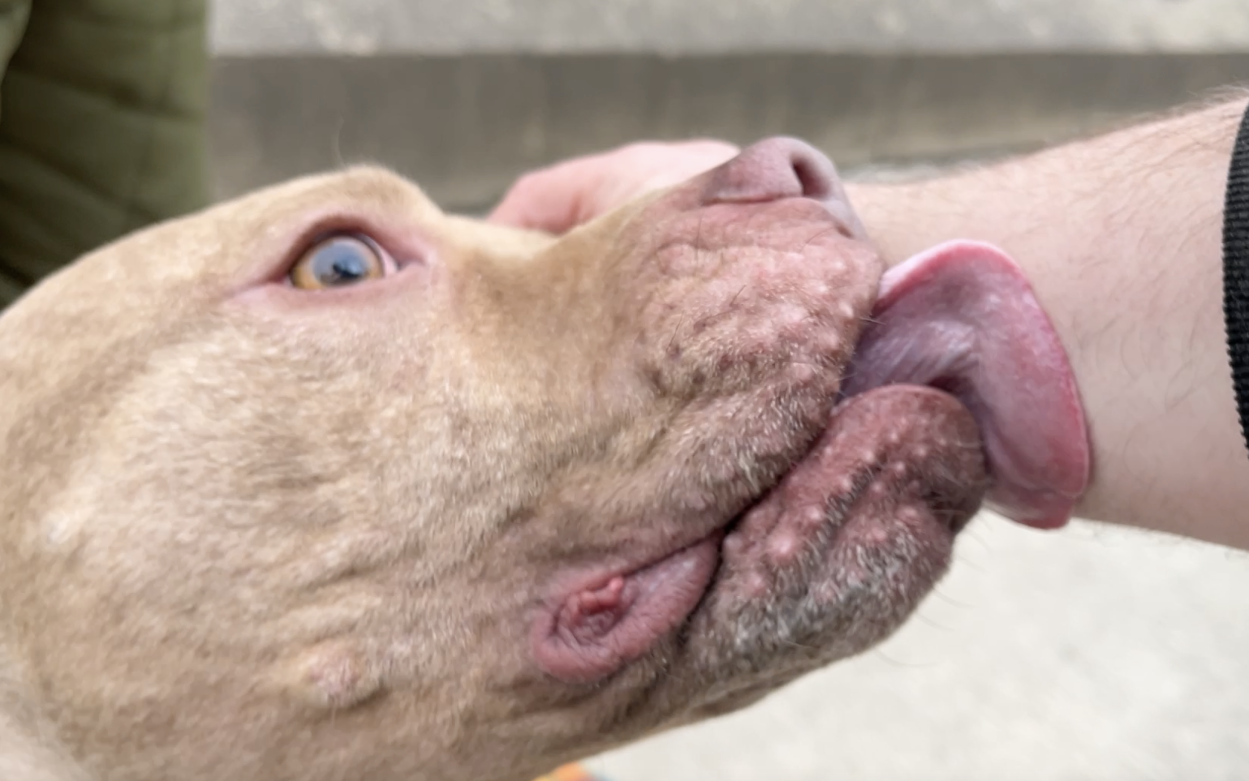 Amani tongue.png