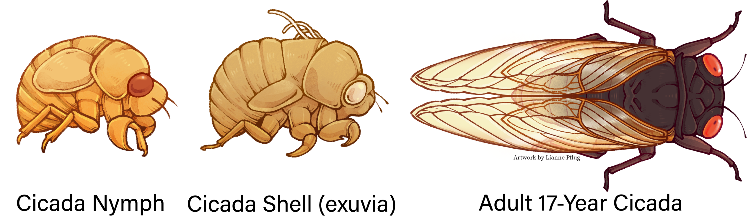Above_ground_Cicada_Lifecycle.png