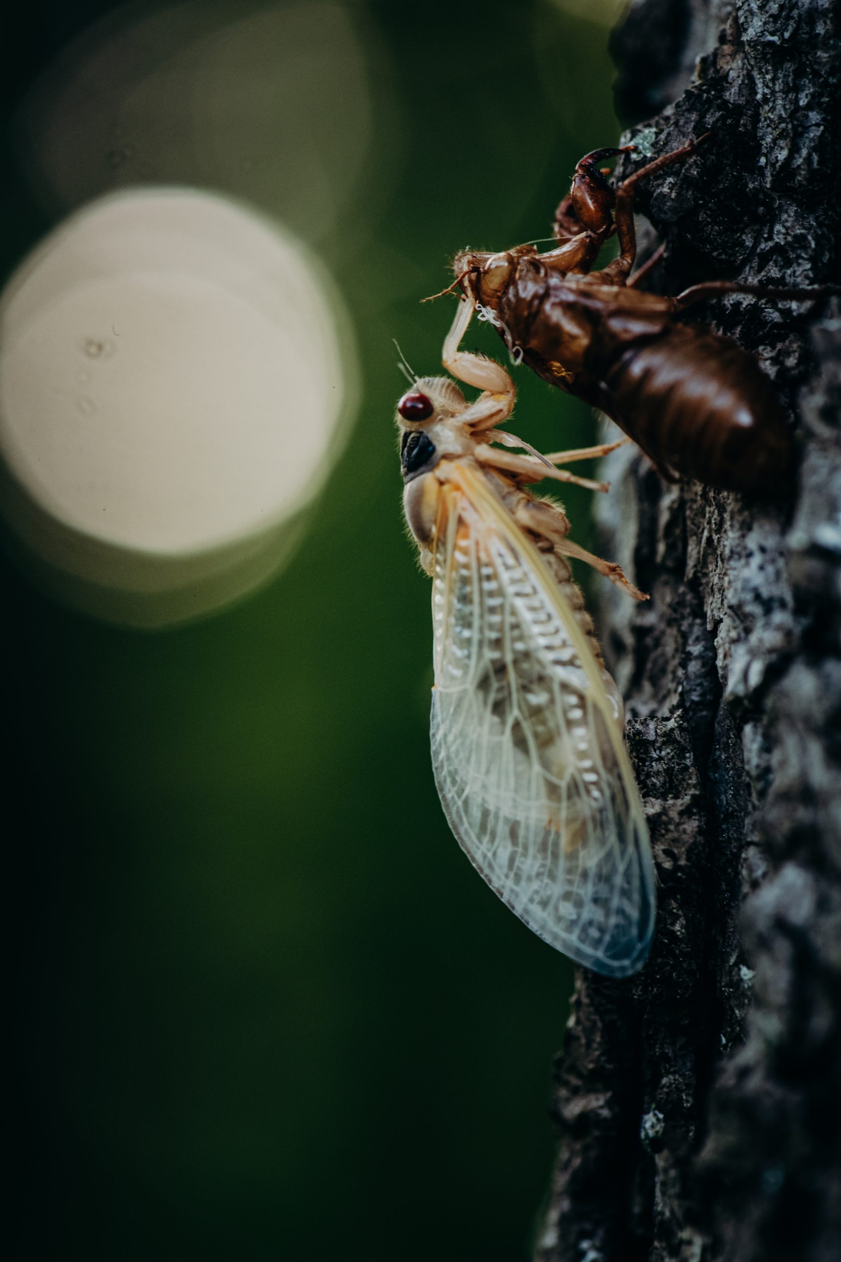 Cicada 2021