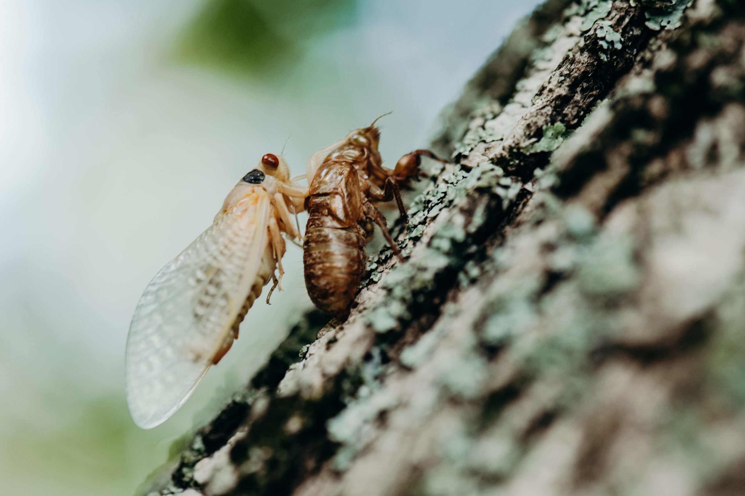 Cicada 2021