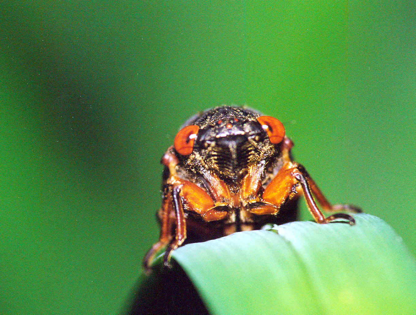 cicada