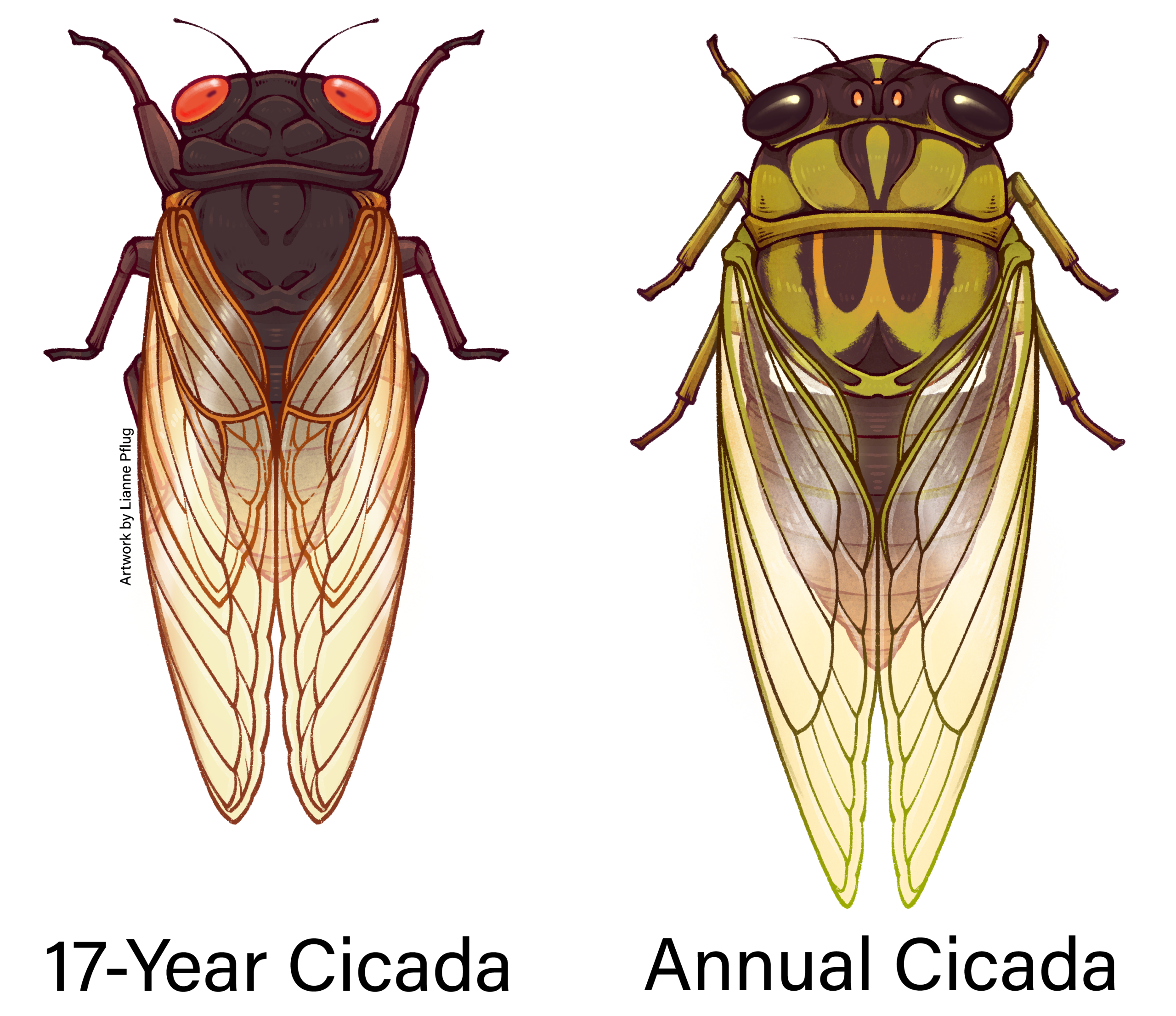 Periodical_vs_Annual_cicada(5).png