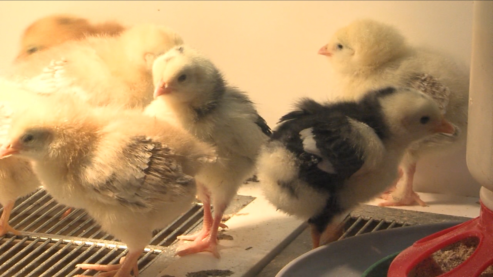 Chicks inside Agrarian
