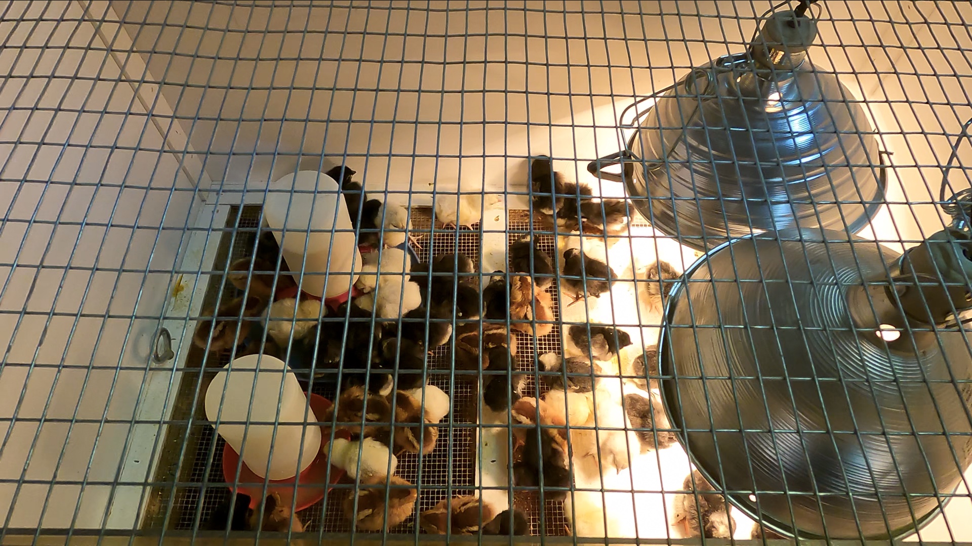 Chicks inside Agrarian