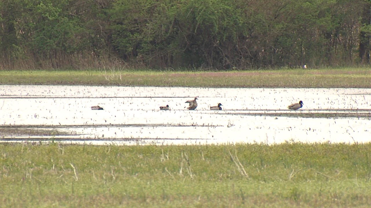 Wetland 3.jpg