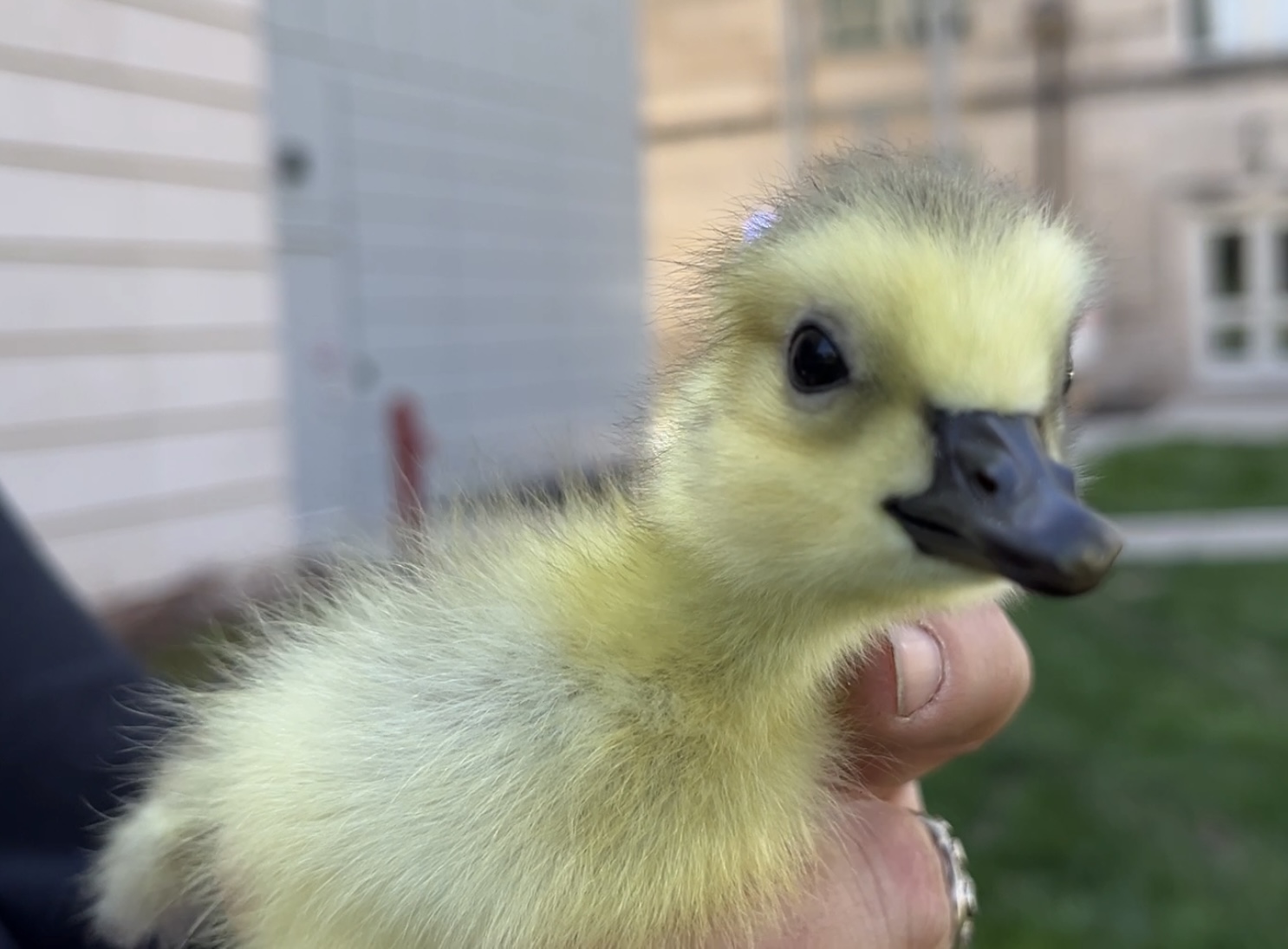 Gosling.jpg