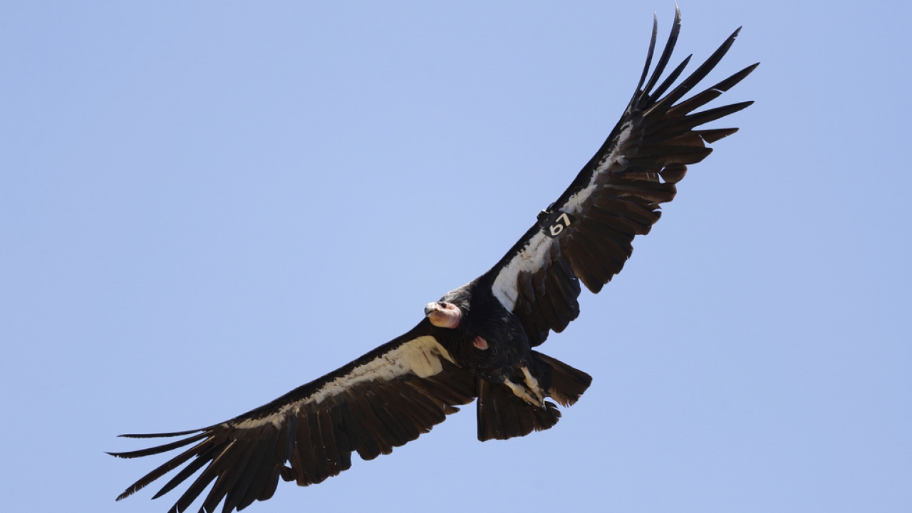 A California condor in flight
