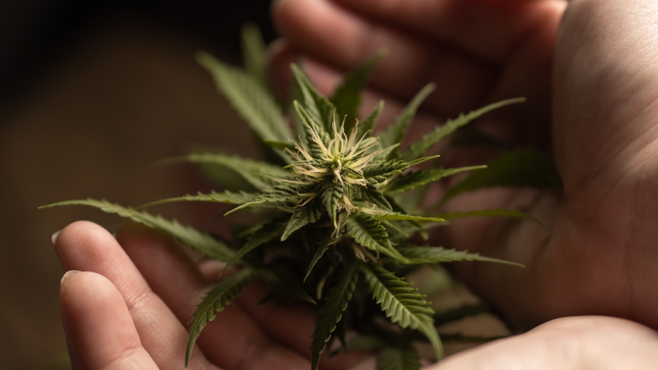 Cannabis plant in someone's hand.