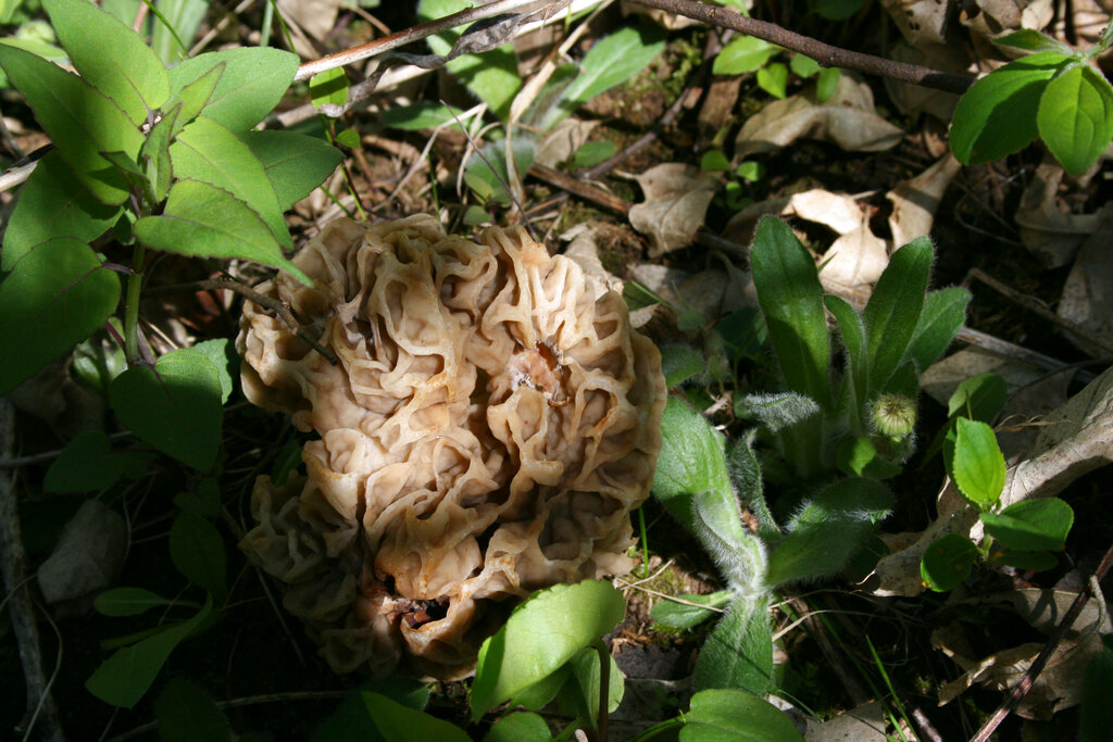 A morel mushroom spotted during a mushroom hunt and cooking class is seen in West Bend, Wis.