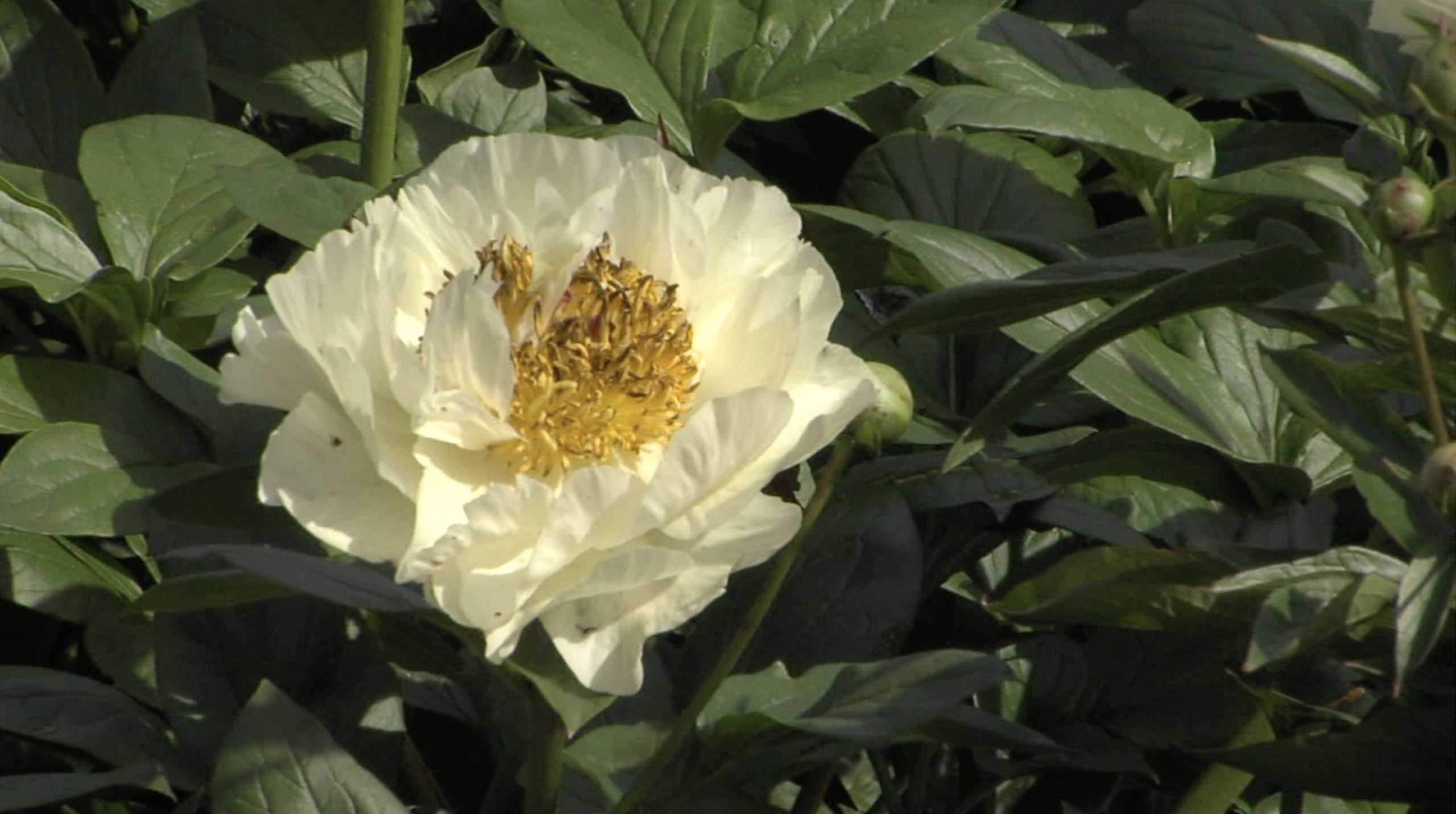 AvonGardens3