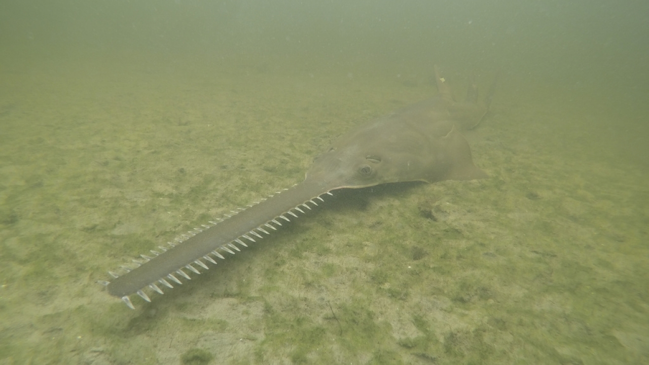A smalltooth sawfish is shown.