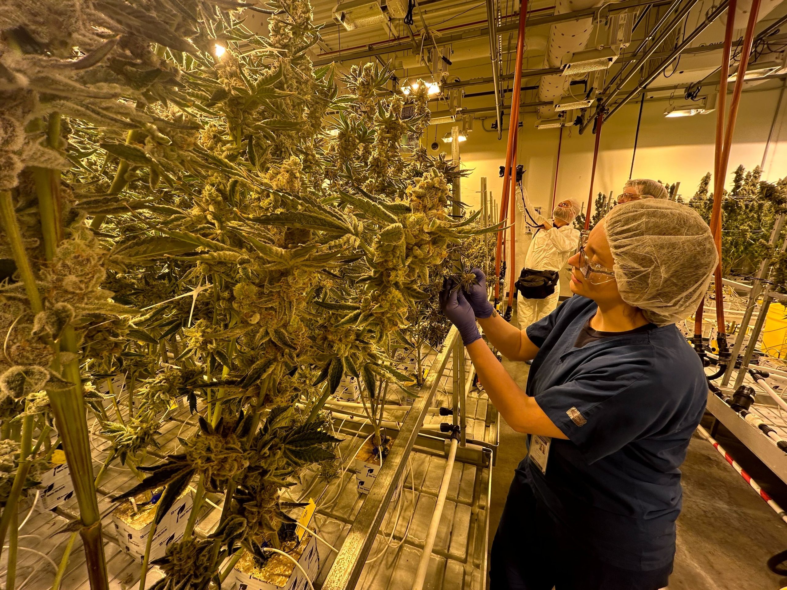 Cannabis Marijuana