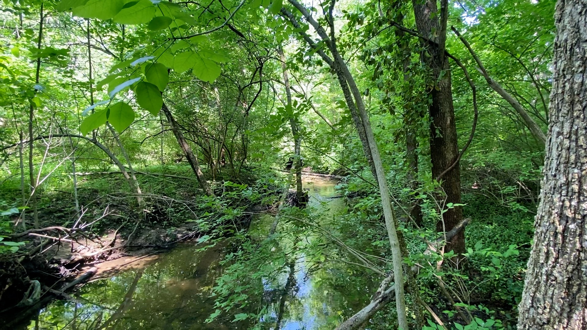 Urban Forest 1.jpg