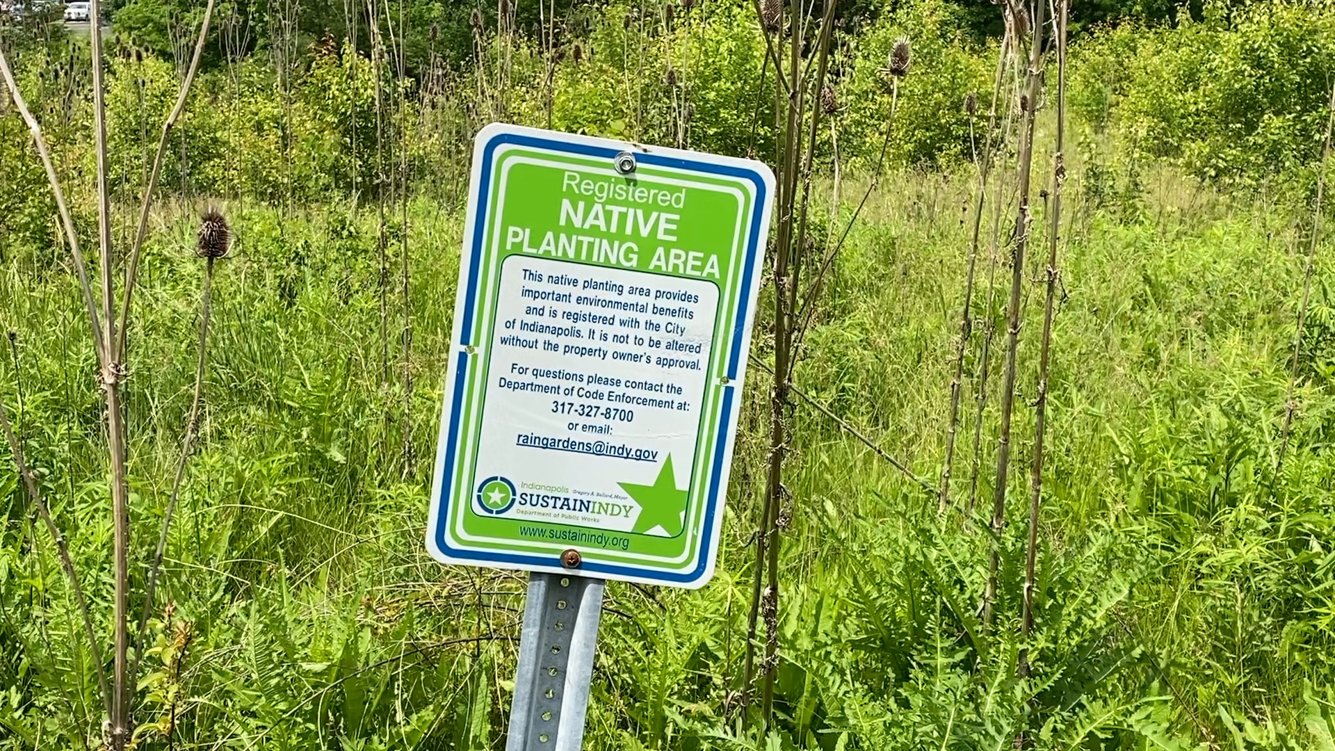 Urban Forest 3.jpg