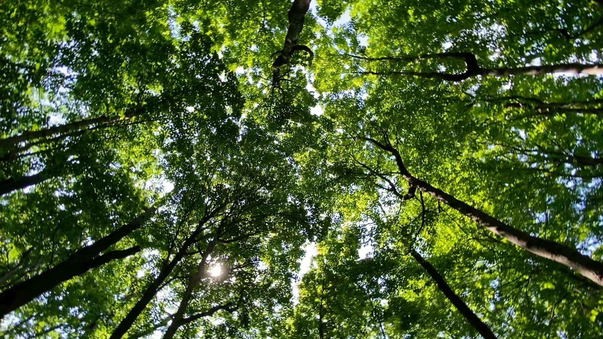 Urban forest 4.jpg