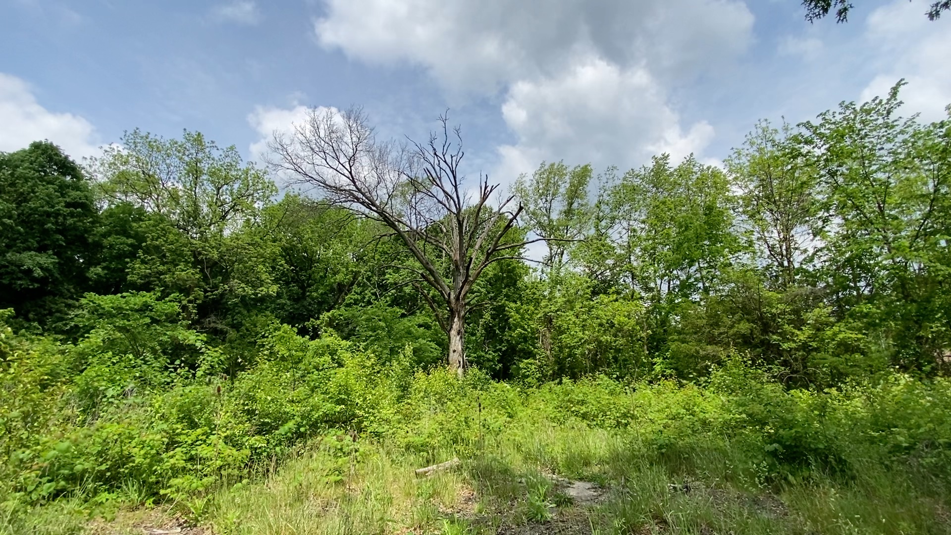 Urban Forest 6.jpg