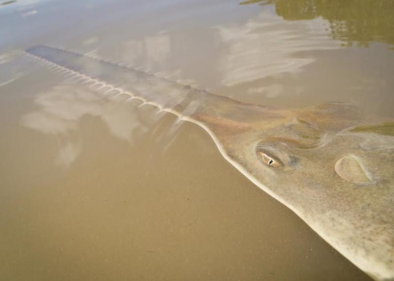 Smalltooth sawfish