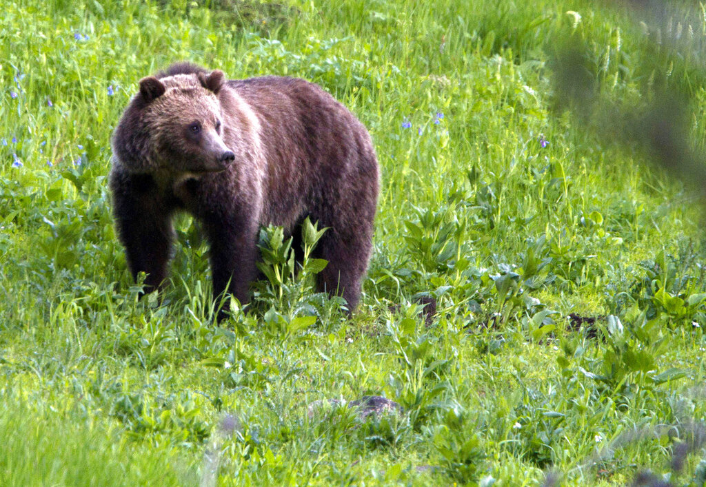 Grizzly Bears