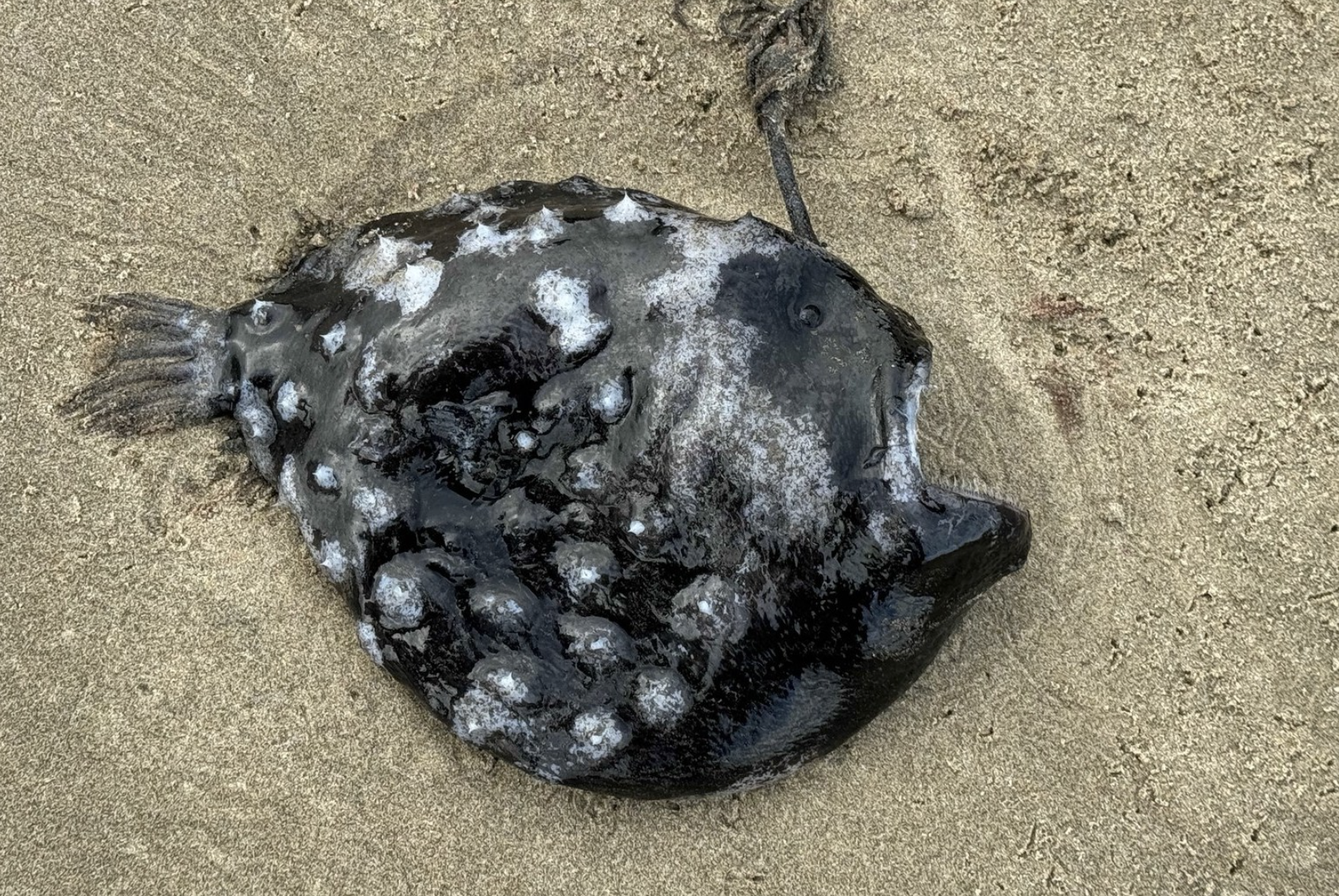 Footballfish on a beach.