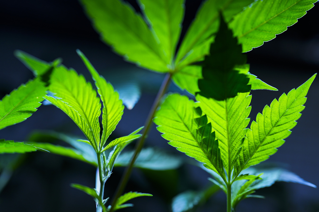 Cannabis clones are displayed for customers at Home Grown Apothecary in Portland, Ore.