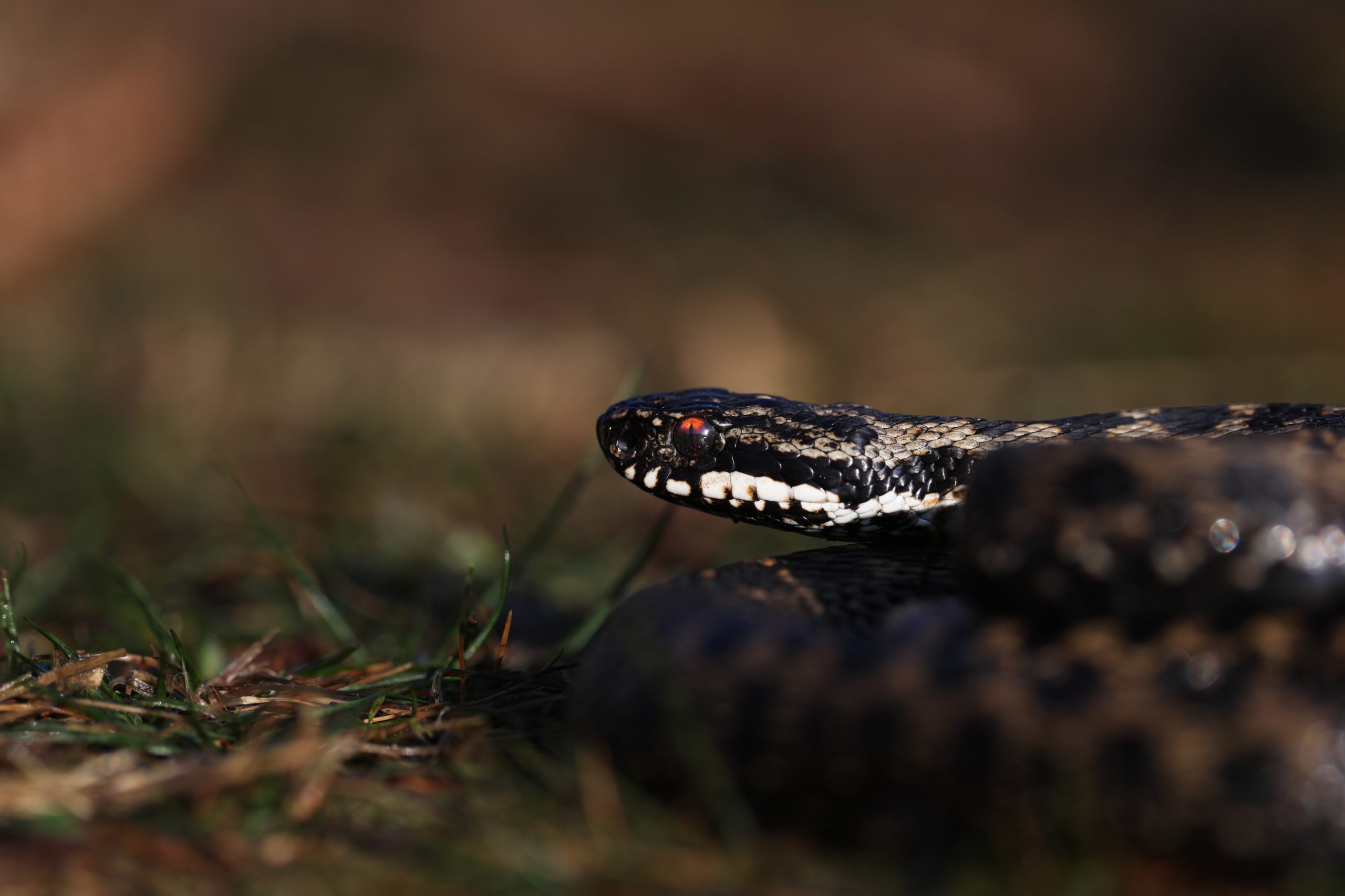 Vipera berus, a species of venomous snake in the family Viperidae.
