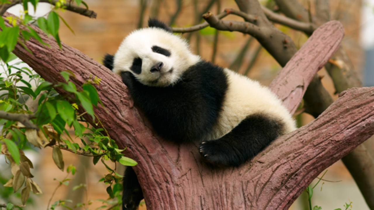 File photo of a panda sleeping in a tree.