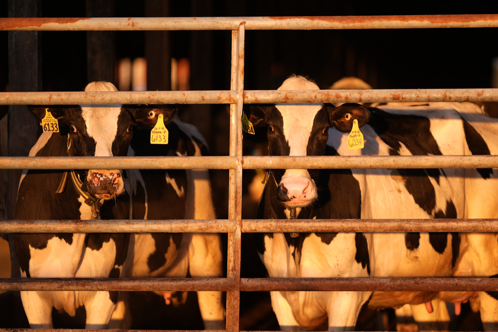 Dairy cows stand together at a farm.
